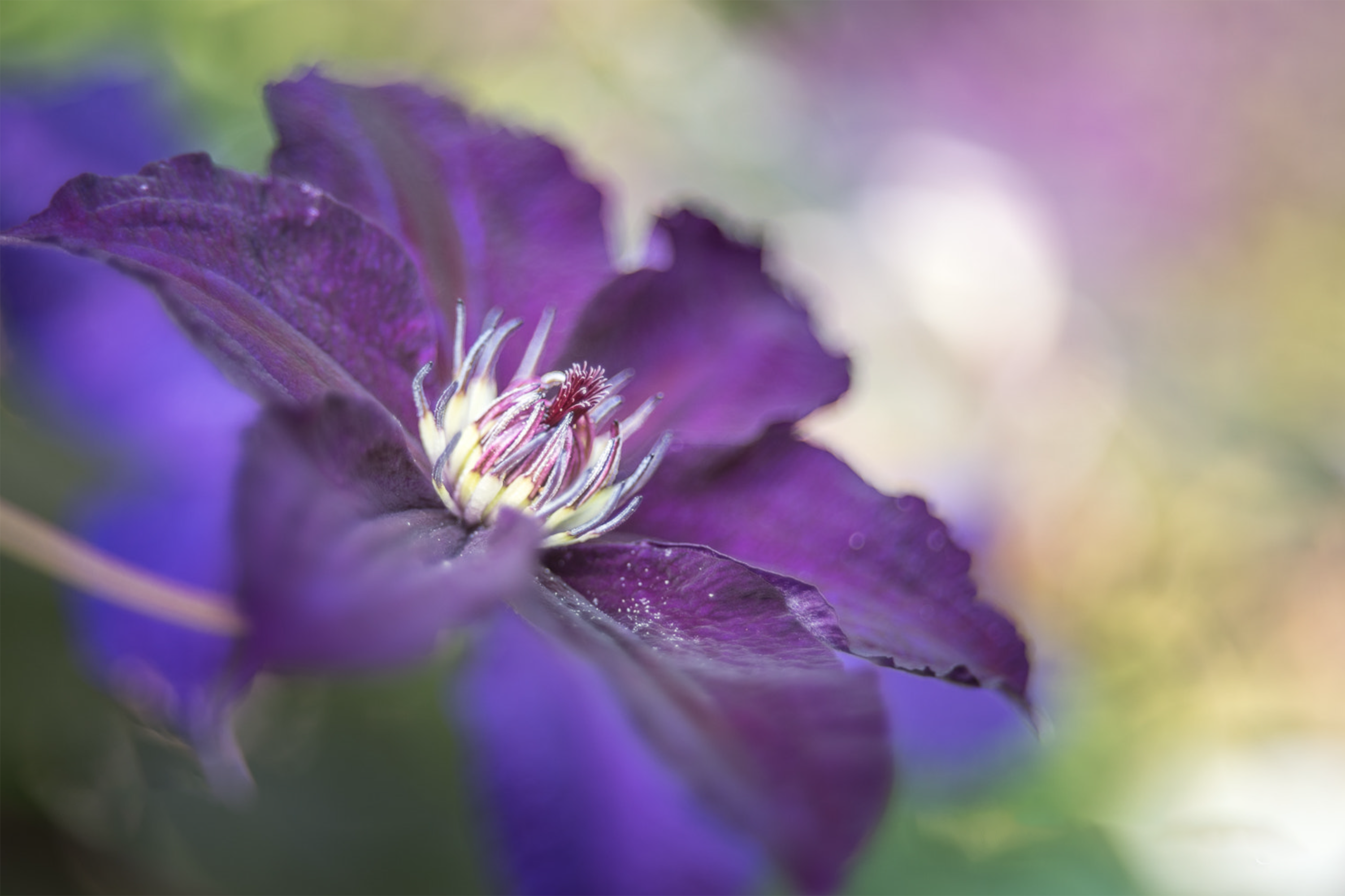 Clematis pracht